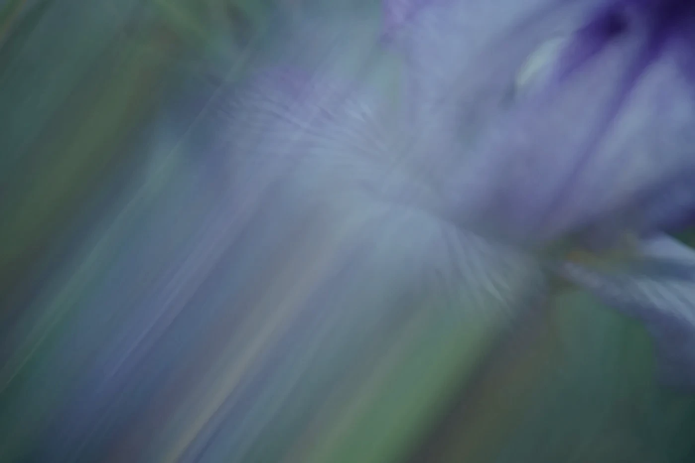 Backlit Oregon Iris petal venation