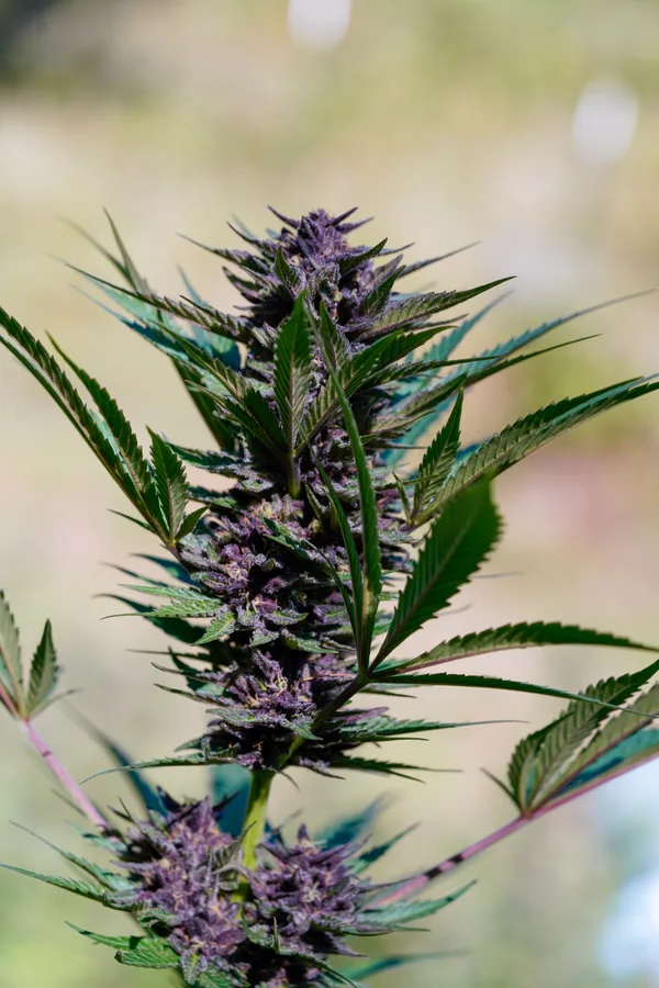 Black Owl Botanical Macro Archive #pg-real-2990