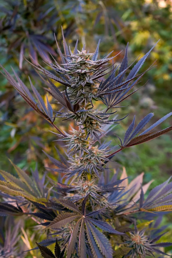 Black Owl Botanical Macro Archive #pg-real-3051