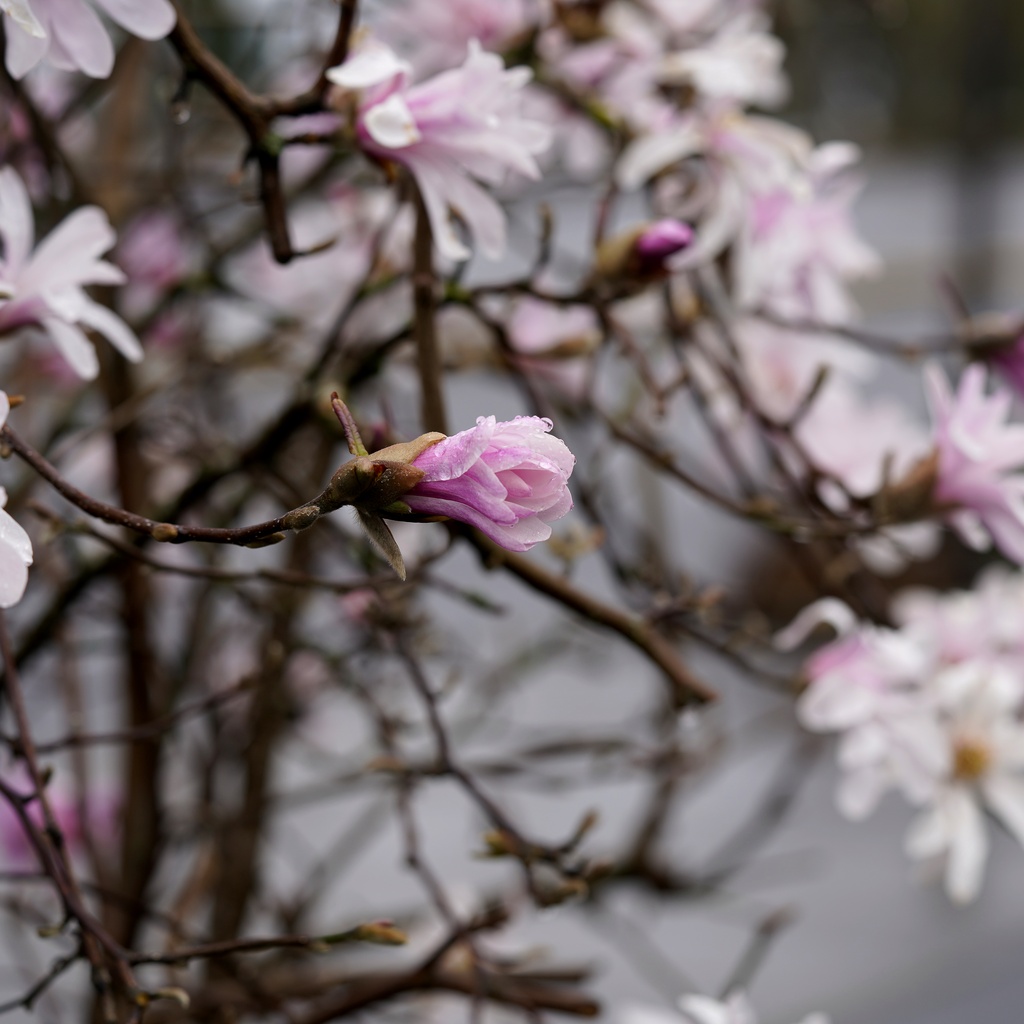 Botanical Microcosm: Spring Raindrops on Star Magnolia Bud