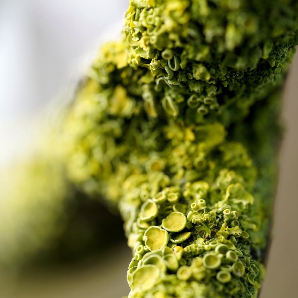 Botanical Microcosm: Golden Sunburst Cup Lichen on Old-Growth Branch