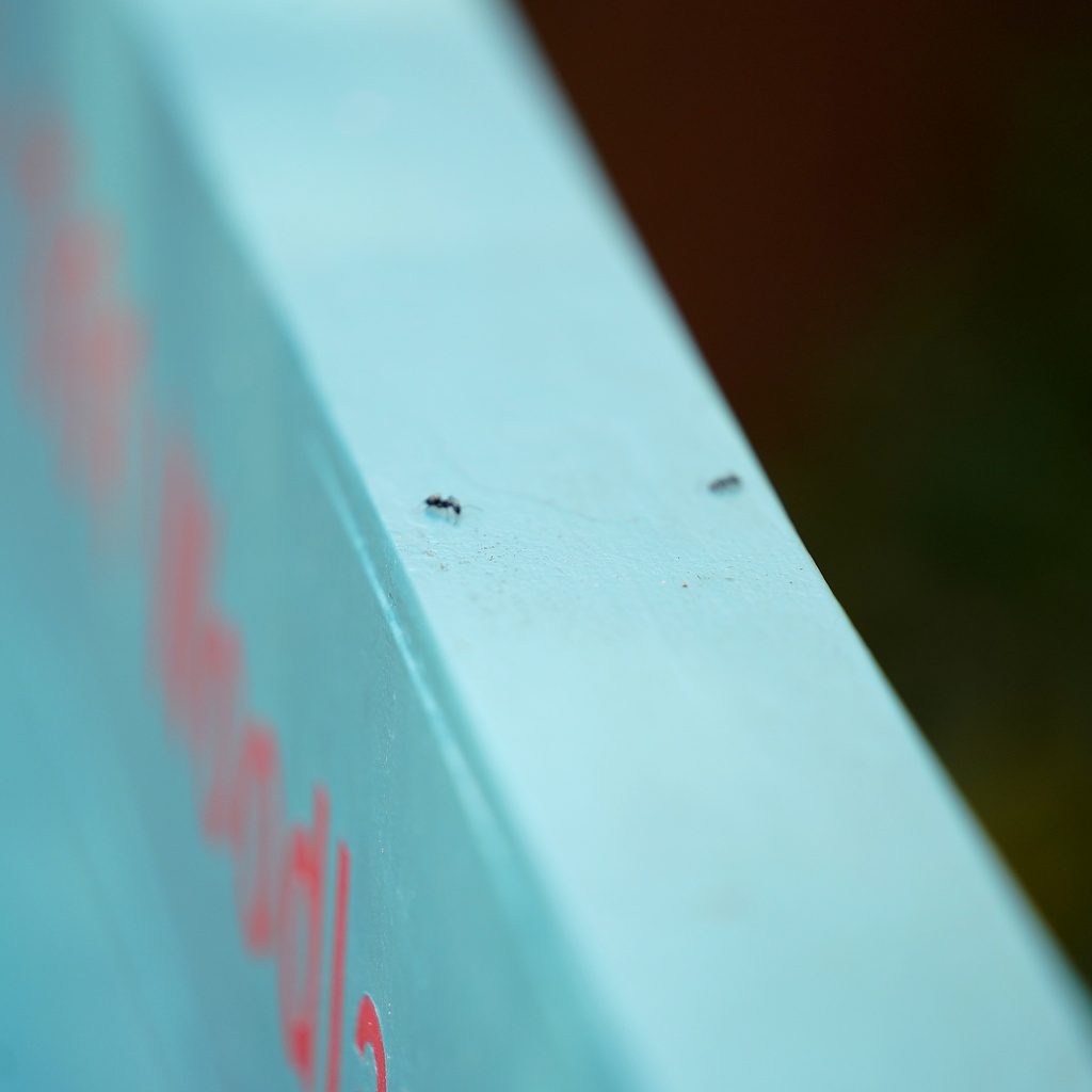 Botanical Microcosm: Solitary Ant on Painted Azure Pine