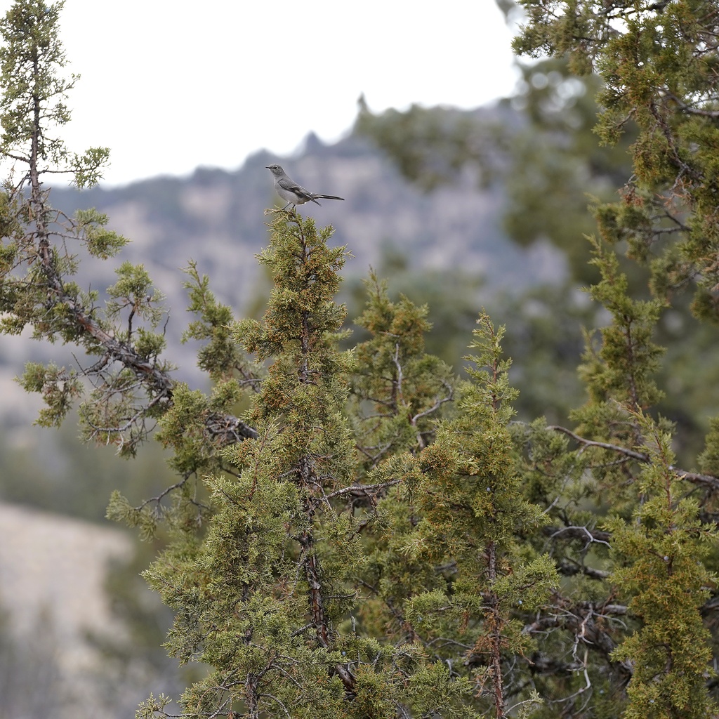 High Desert Sentinel: Townsend's Solitaire on Western Juniper Apex