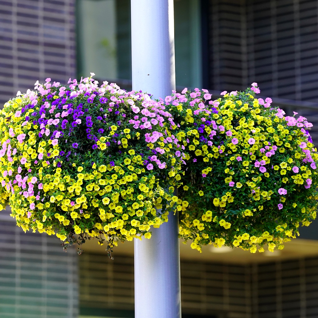 Urban Botanical: Twin Calibrachoa Spheres on Cast Lamppost