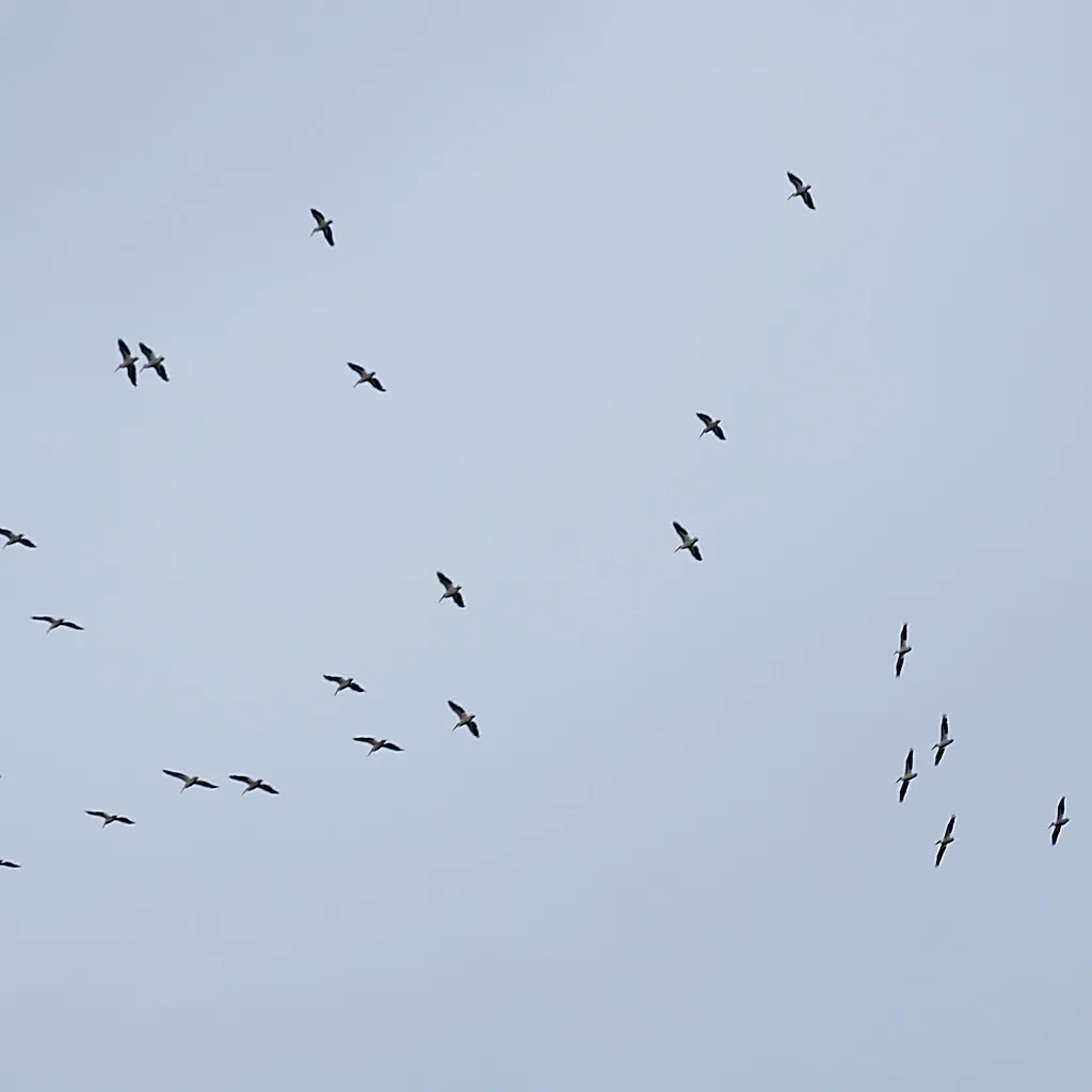 Brown Pelican Soaring Migration