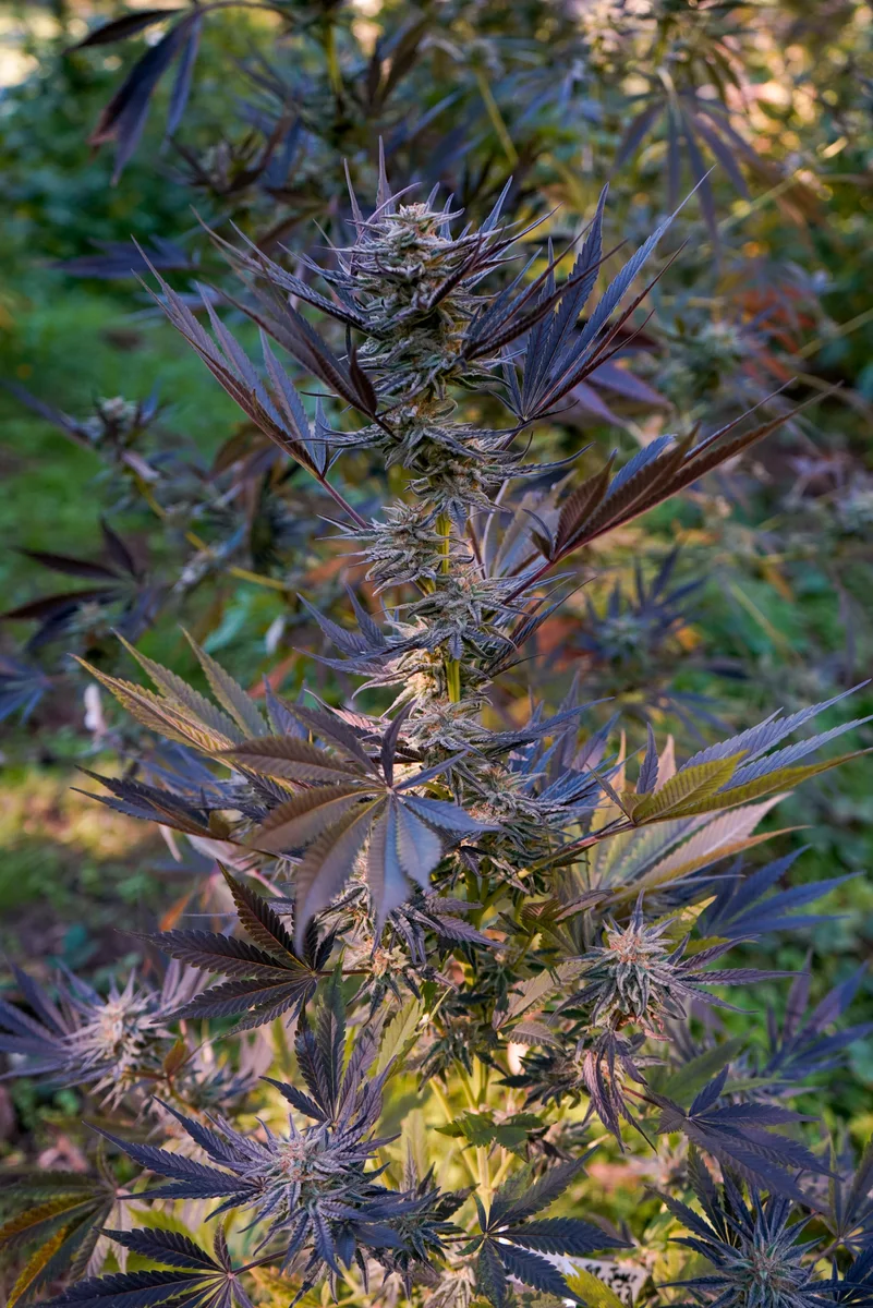 Black Owl Botanical Macro Archive #pg-real-1018