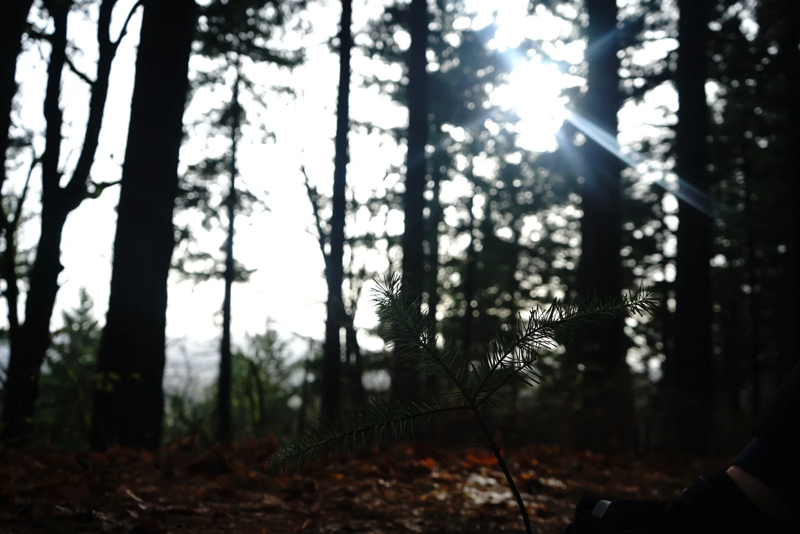 Pacific Crest Living Sanctuary #2201