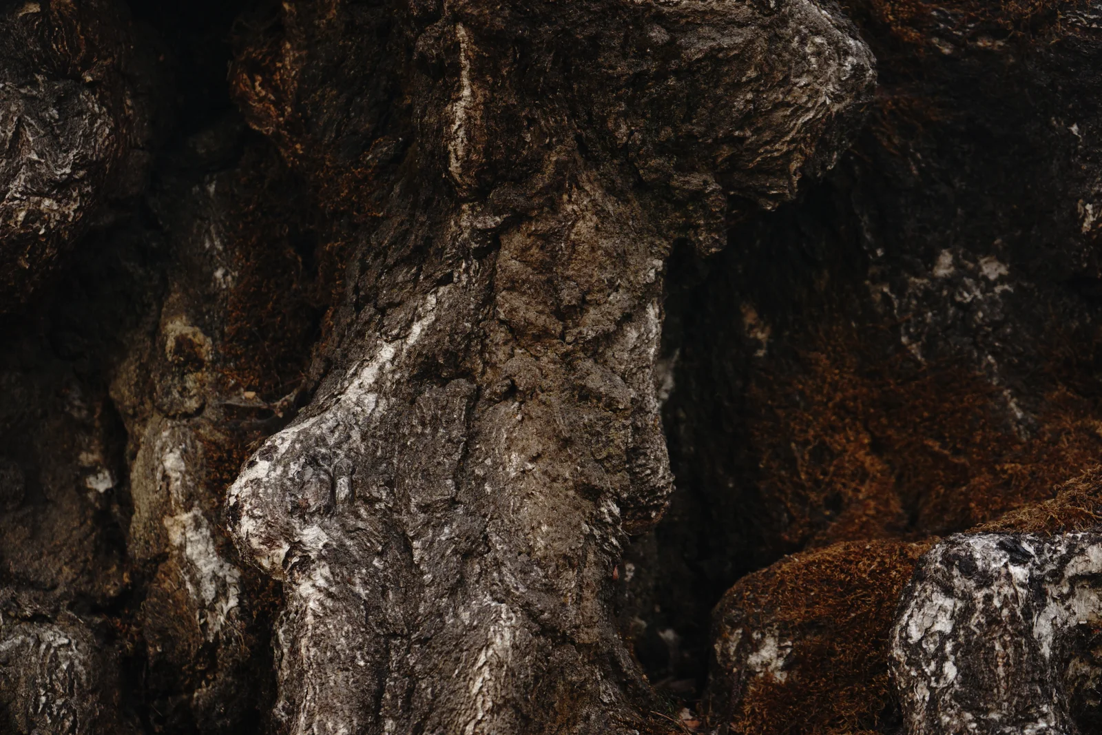 Black Owl Botanical Macro Archive #pg-real-2228